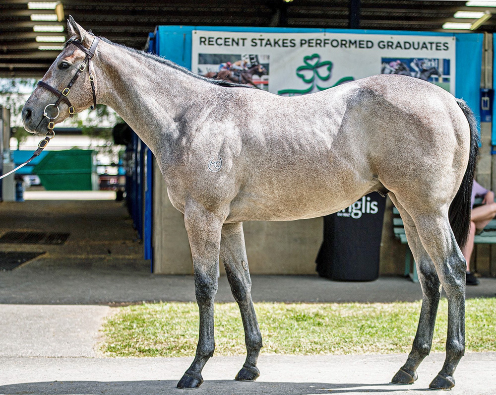 DYNAMIC Buys a GREY COLT Our Second Yearling Purchase at